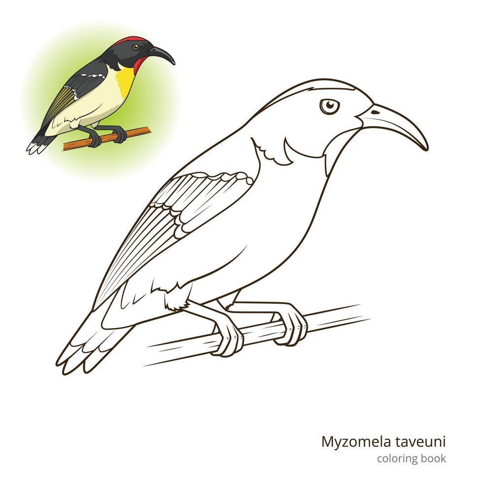 Myzomela taveuni bird learn birds educational game coloring book illustration vector