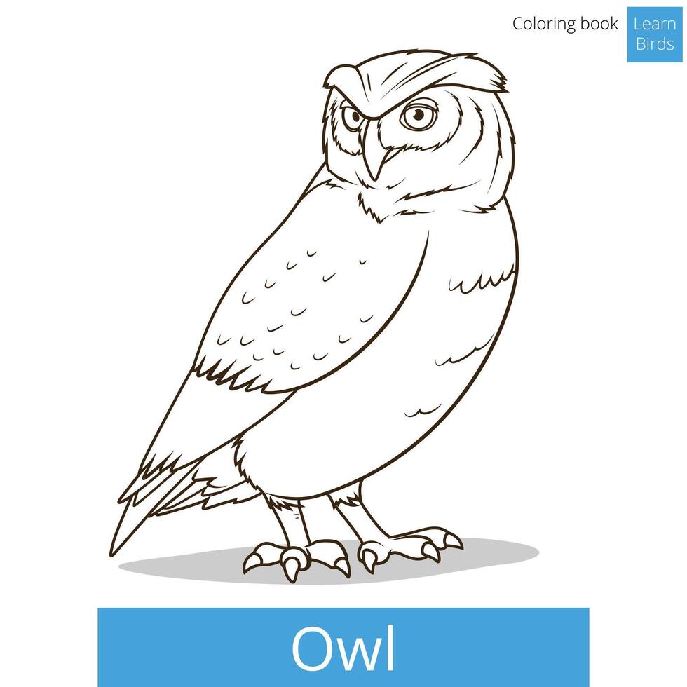 Owl bird learn birds educational game coloring book illustration vector
