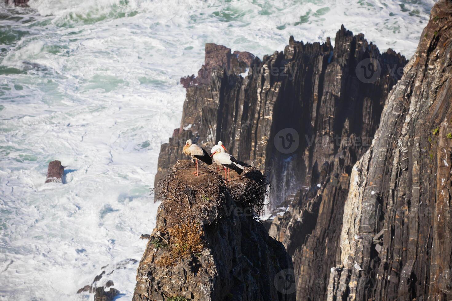Storks Nest on a Cliff at Western Coast of Portugal photo