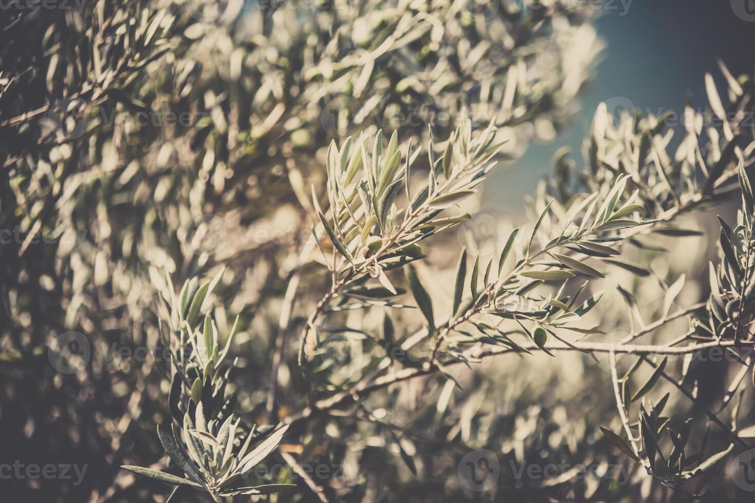 Olive tree branch photo