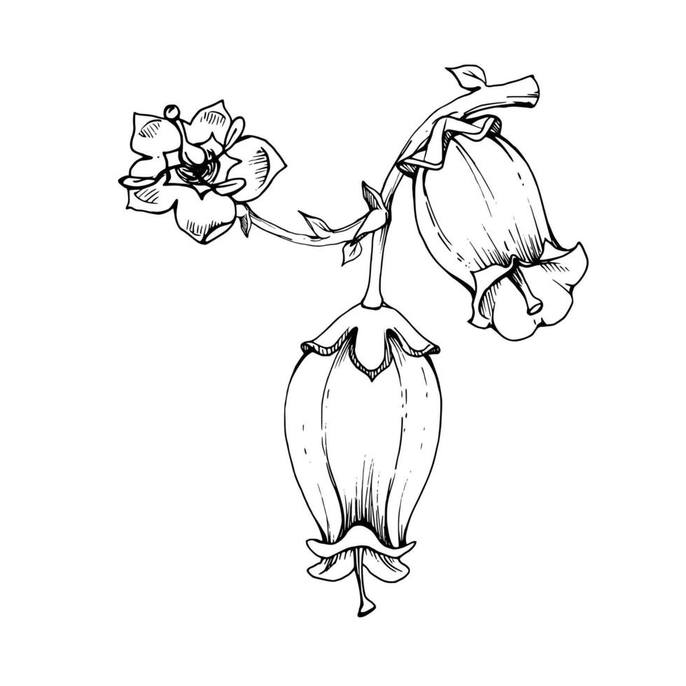 Blueberry white bell flower, bud on branch, hand drawn in ink , inflorescence wildflower botanical illustration. Isolated buttonhole composition. Scrapbooking, wedding, florist shop, decoupage vector