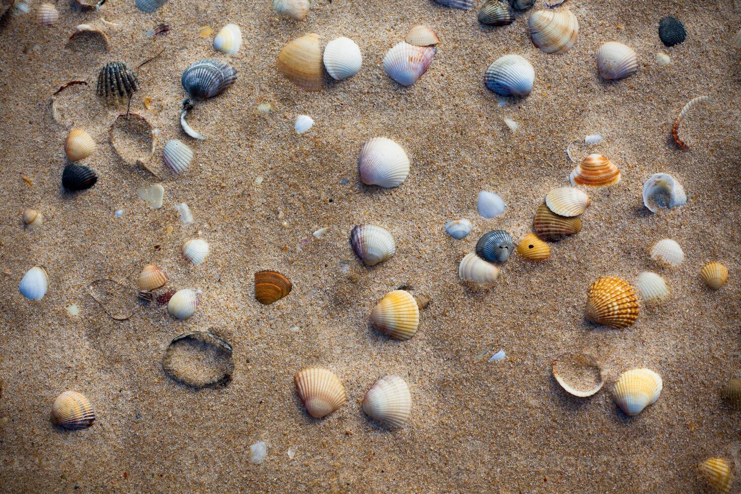 Wet beach sand with seashells background photo