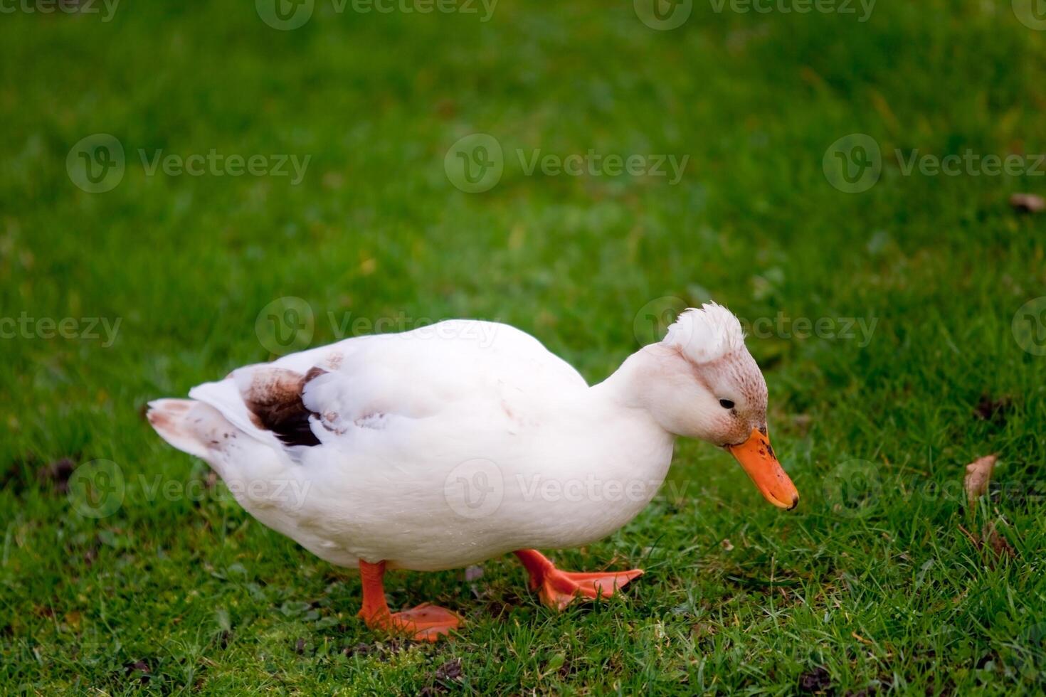 crested white duck photo