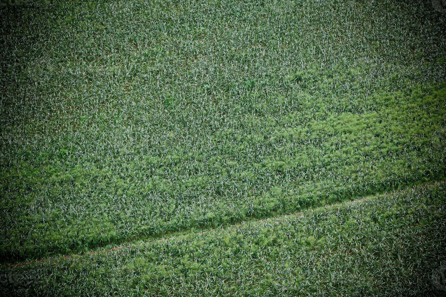 Green cultivated field, top view photo