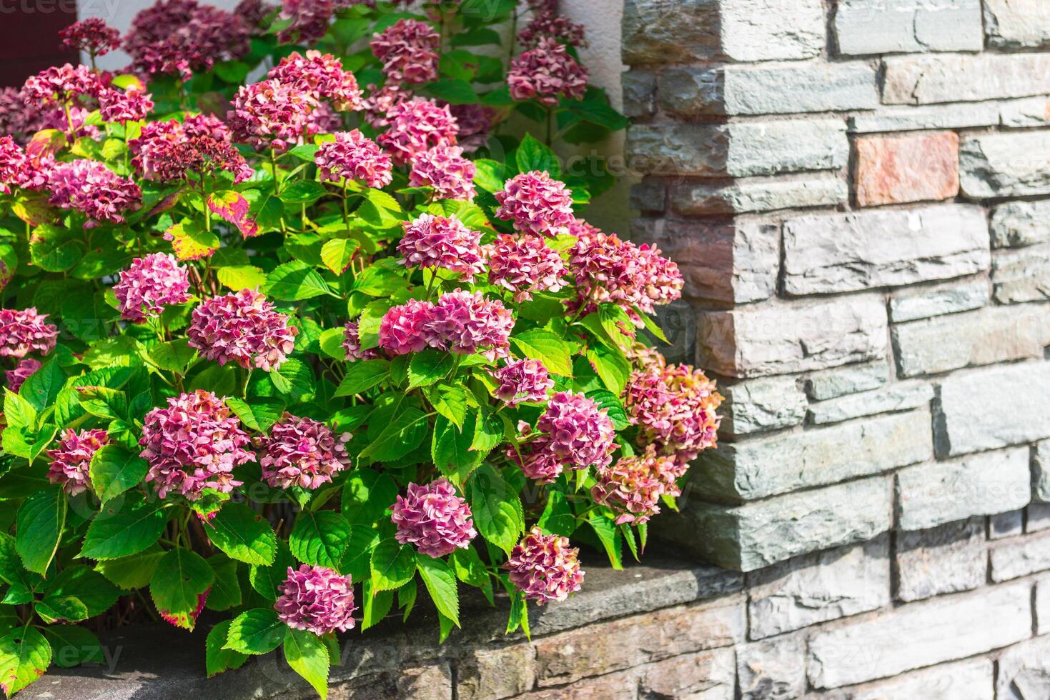 Pink hydrangea flowers bush photo