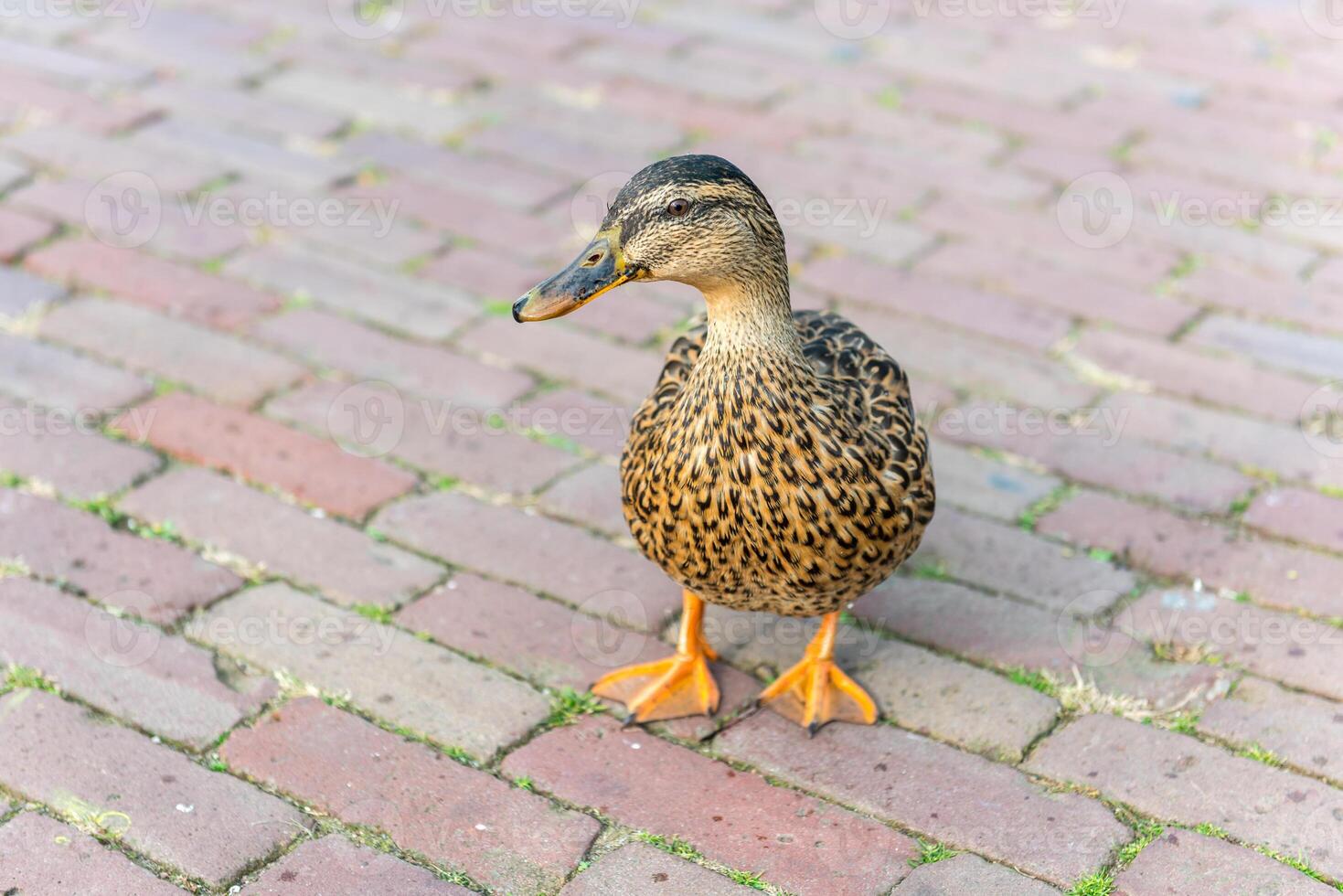 small wild duck on a pavement photo