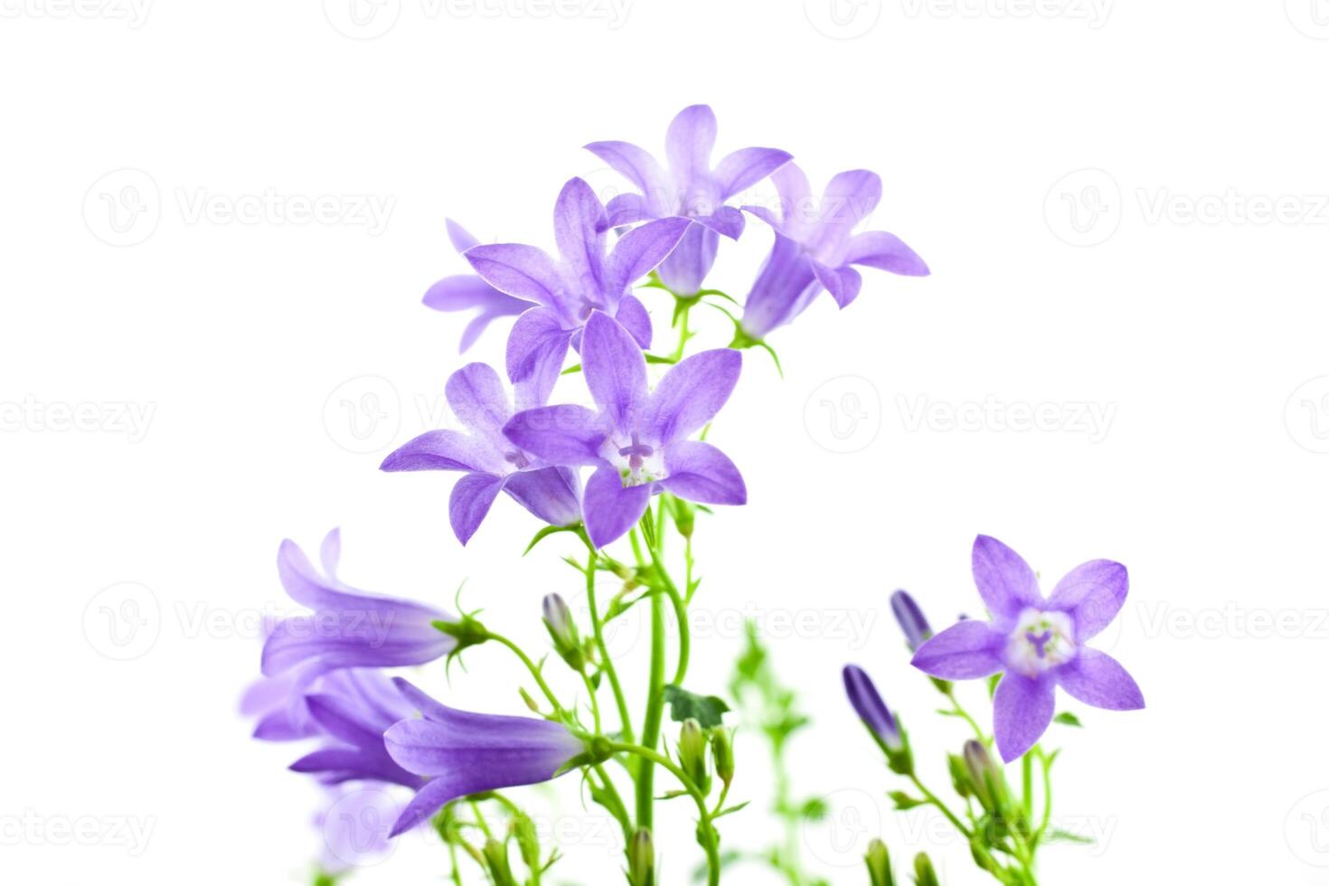 campanula flowers isolated photo