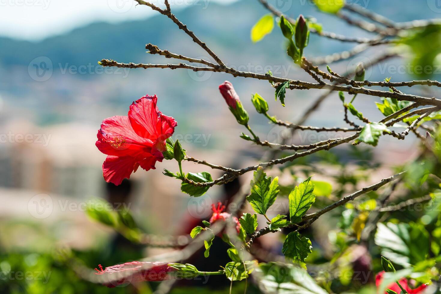 Red Hibiscus flower on a tree photo