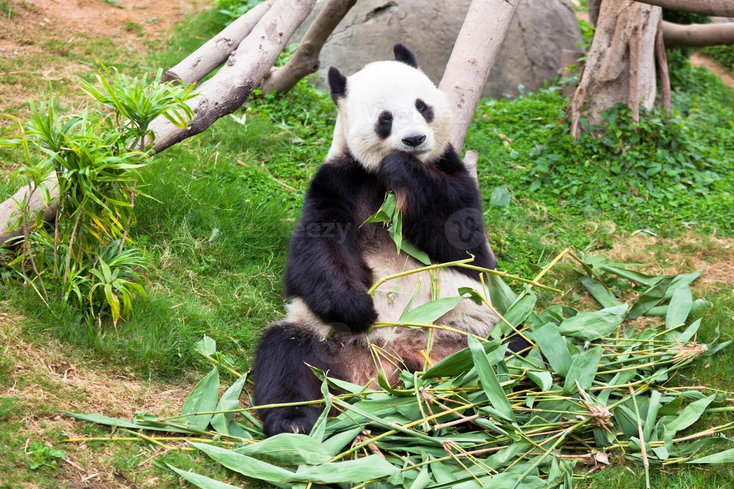 Giant panda bear in the zoo photo