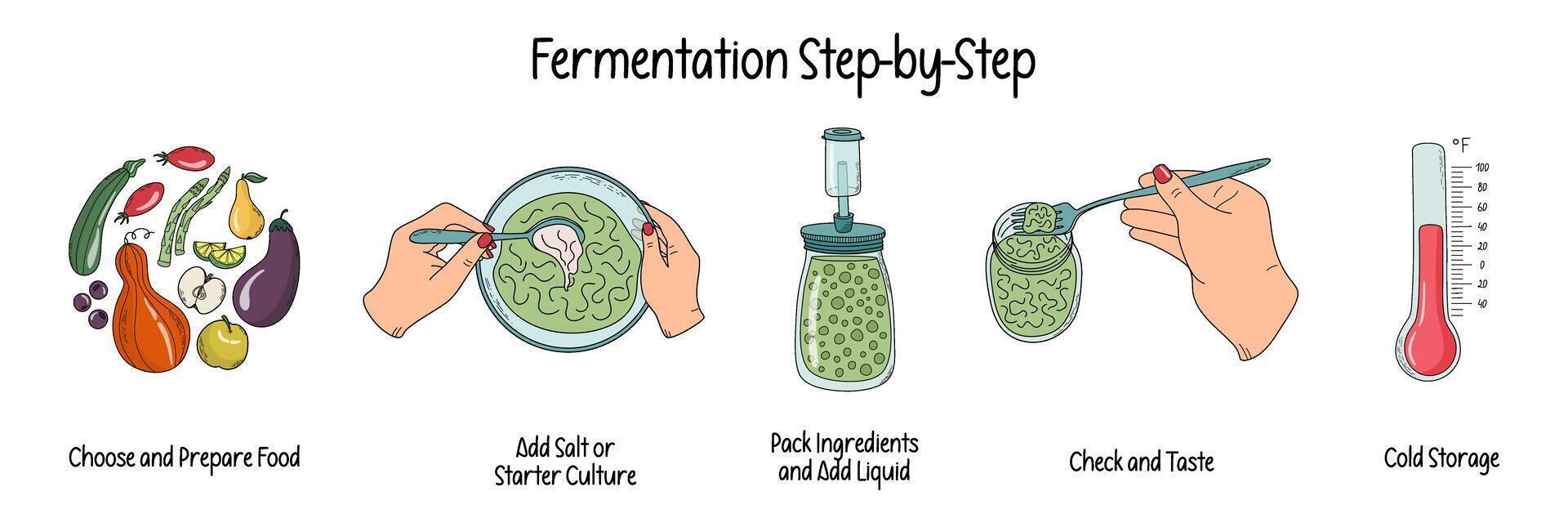 Fermentation stages. Timeline infographic of home preserving process. Home canning, food preservation concept. Hand drawn doodle style illustration. vector