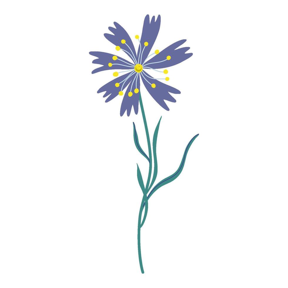 Cute cornflower. Wildflower isolated on transparent background. Stylized flower design emphasizes natural beauty and elegance. Hand drawn flat style illustration. vector