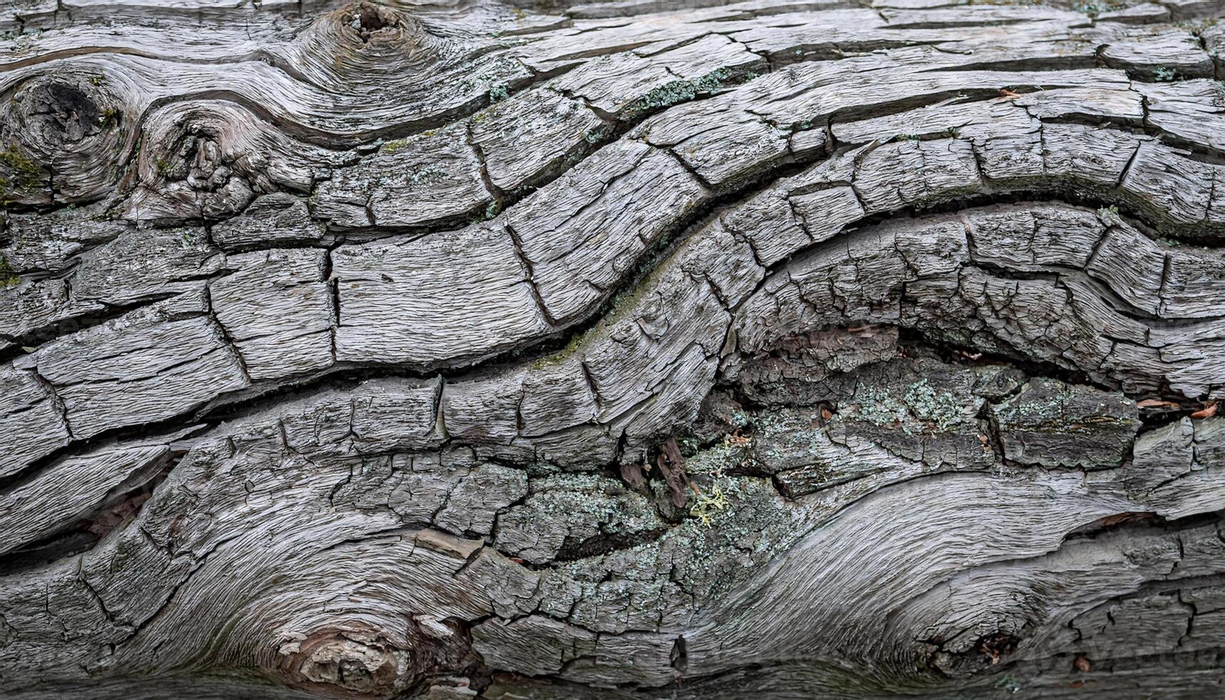 close-up of weathered bark with intricate cracks and textured gray surface for natural backgrounds and organic design elements photo