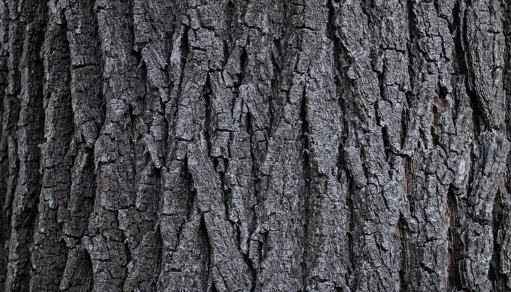 close-up of black locust tree bark with deep ridges and dark gray textures for natural and organic backgrounds photo