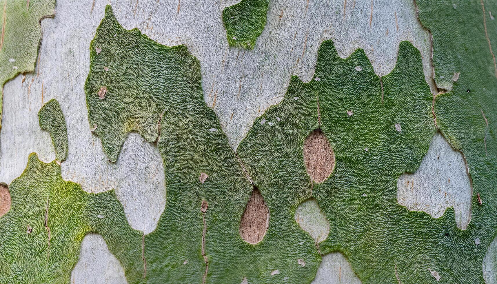 close-up of sycamore tree bark featuring smooth surface with natural mottled green and white patterns for botanical textures and nature designs photo
