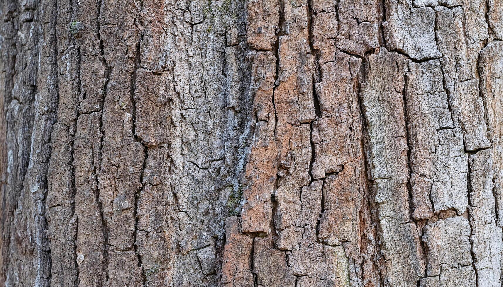close-up of teak tree bark with deep cracks, rough texture, and natural weathering patterns for forestry, material design, and nature backgrounds photo