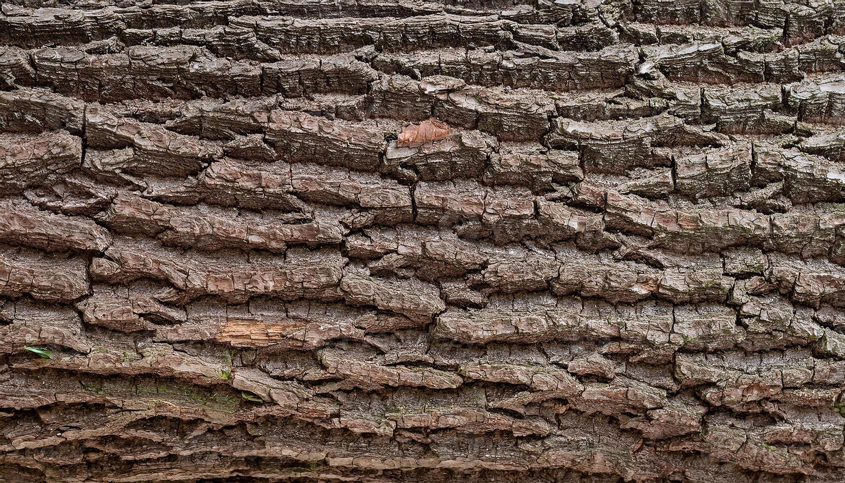 close-up of deeply textured oak tree bark with intricate ridges and natural brown tones for nature-inspired designs photo
