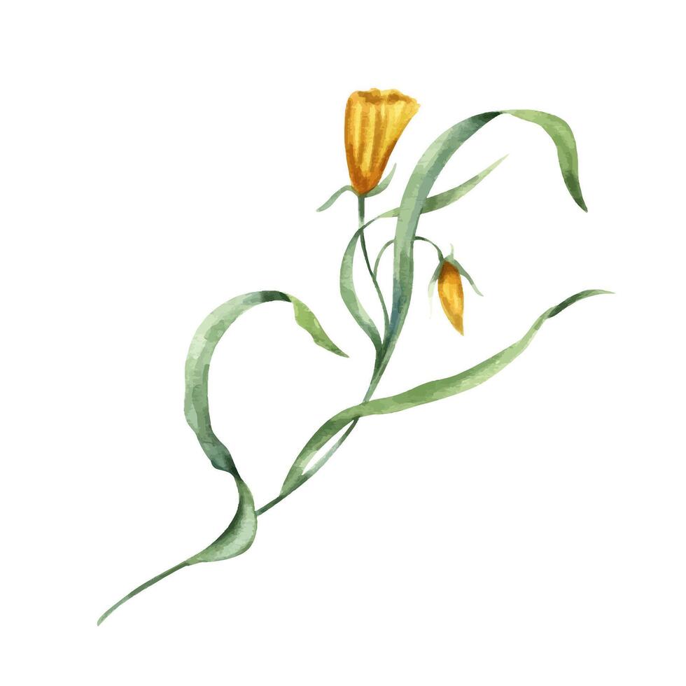 Abstract meadow yellow orange flower watercolor illustration. Hand drawn spring wildflower for design. Floral element for invitation template, greeting card. vector