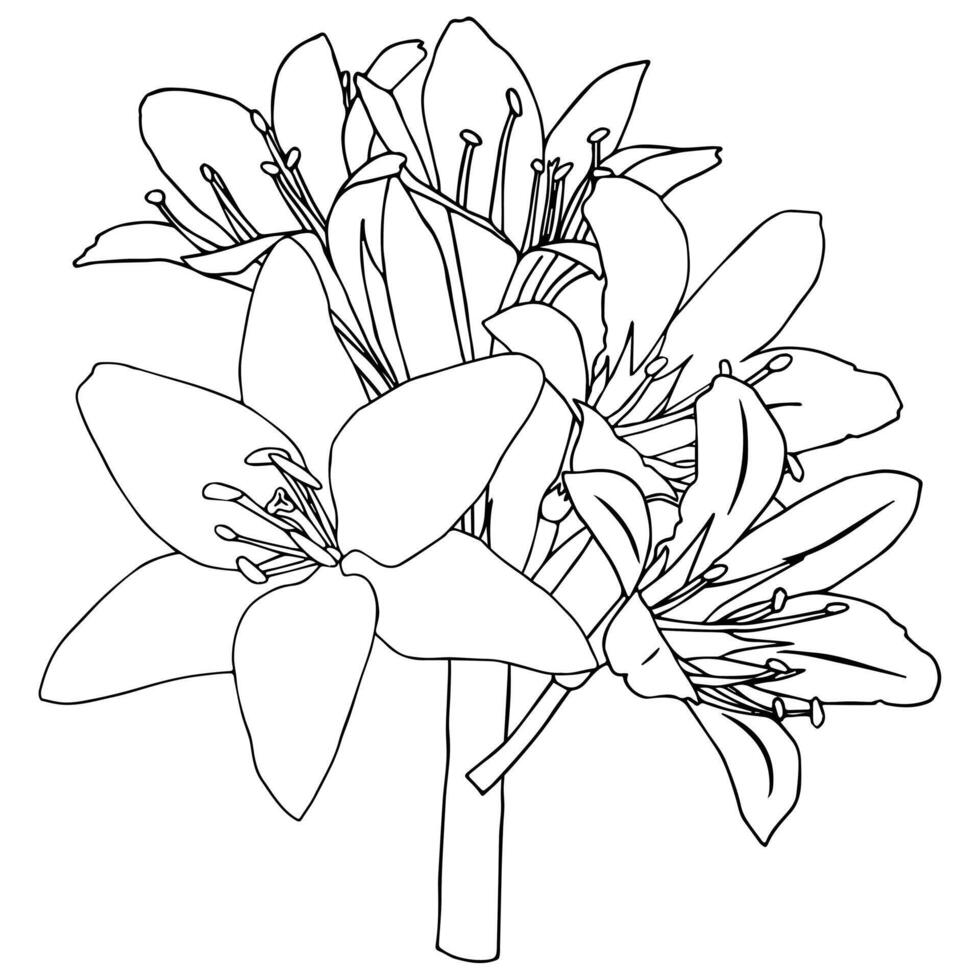 Cute bouquet of lilies in doodle style. illustration in doodle style isolated on white background. vector