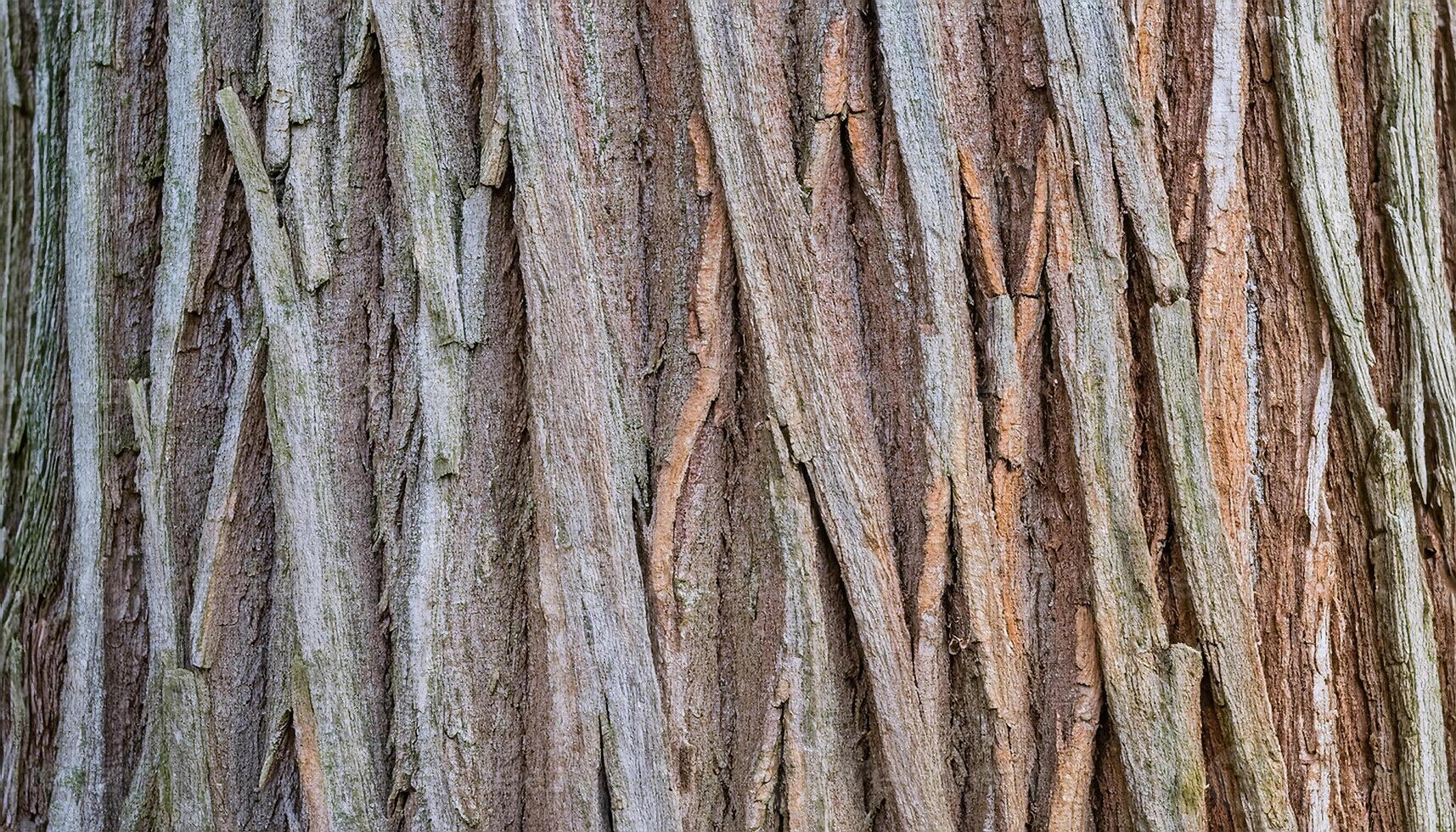 close-up of hickory tree bark with vertical peeling strips and natural earthy texture photo