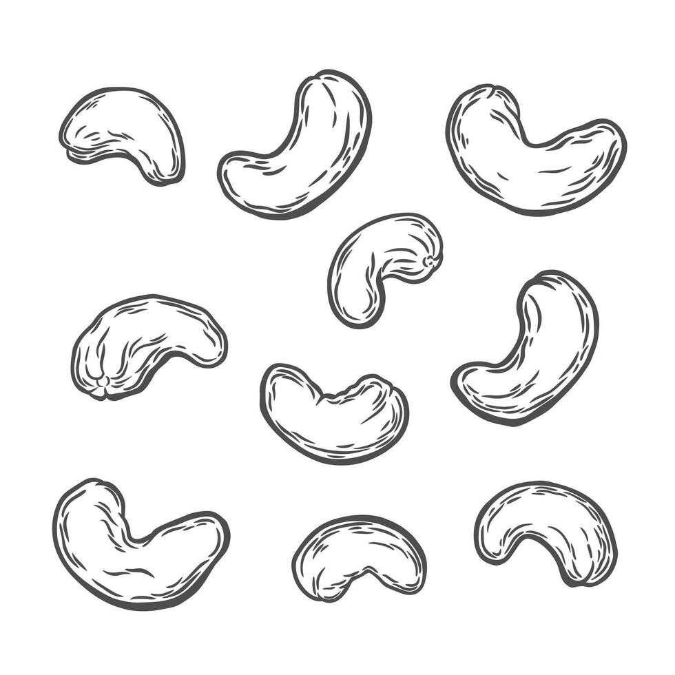 Cashew nuts on a white background vector