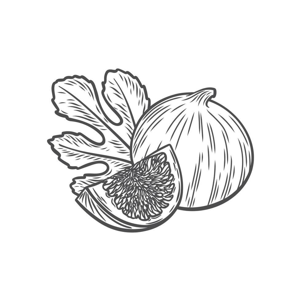 Fig in the style of engraving vector