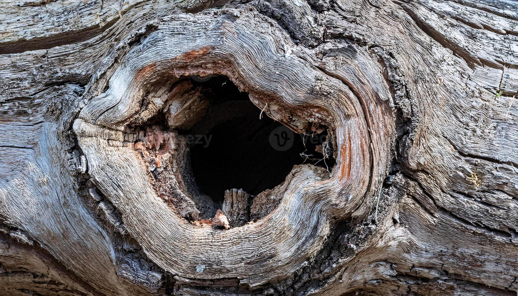 macro view of a hollowed-out tree trunk with cracked dry bark and textured wooden growth rings photo