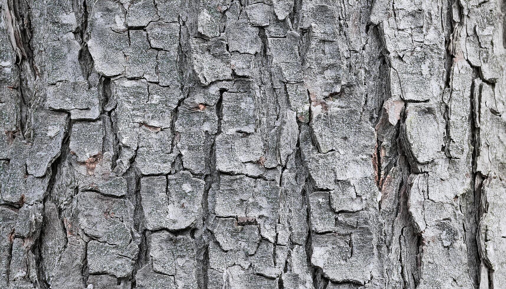 close-up of maple tree bark showcasing its textured, peeling, flaky layers with gray tones photo