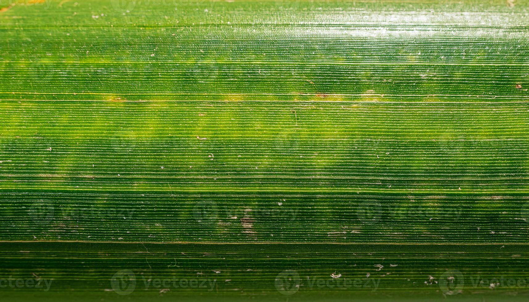 close-up of green bamboo bark with smooth surface and detailed horizontal lines for natural texture and eco-themed designs photo