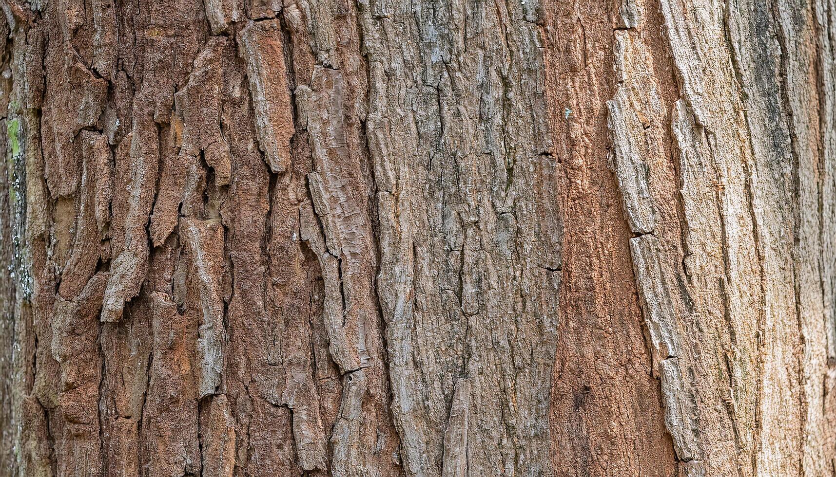 close-up of teak tree bark with deep cracks and textured surface showcasing natural weathering and organic patterns for nature and material design photo