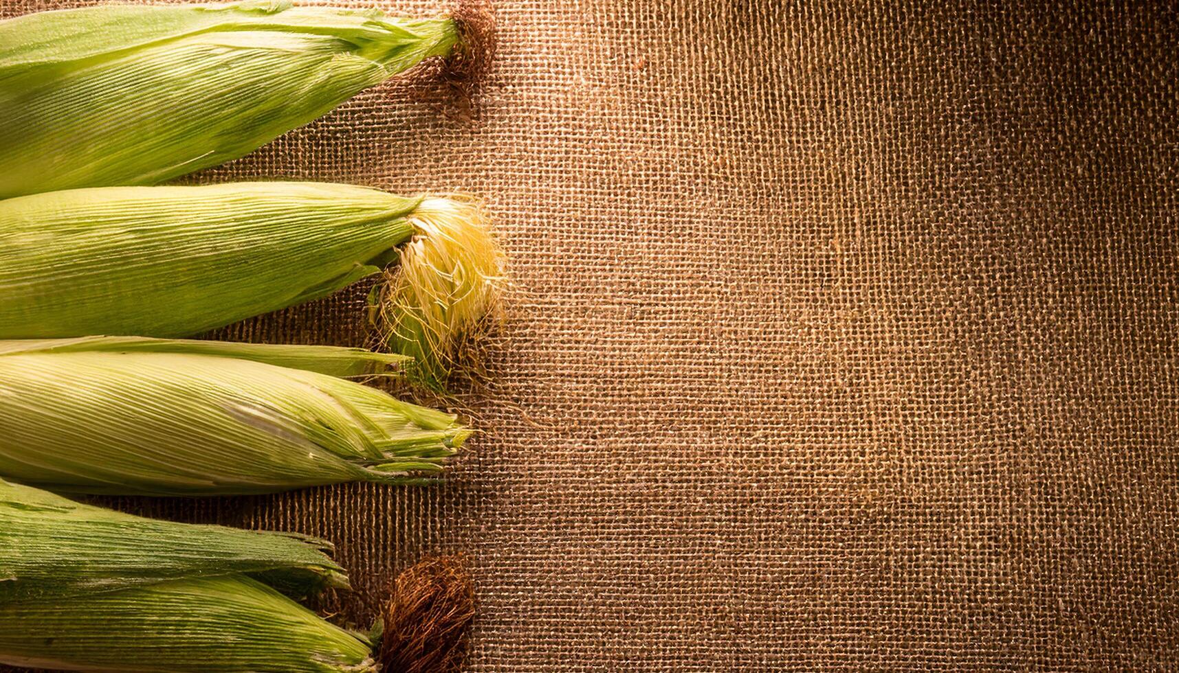 fresh corn cobs with green husks arranged on rustic burlap background perfect for natural food and organic farming concepts photo