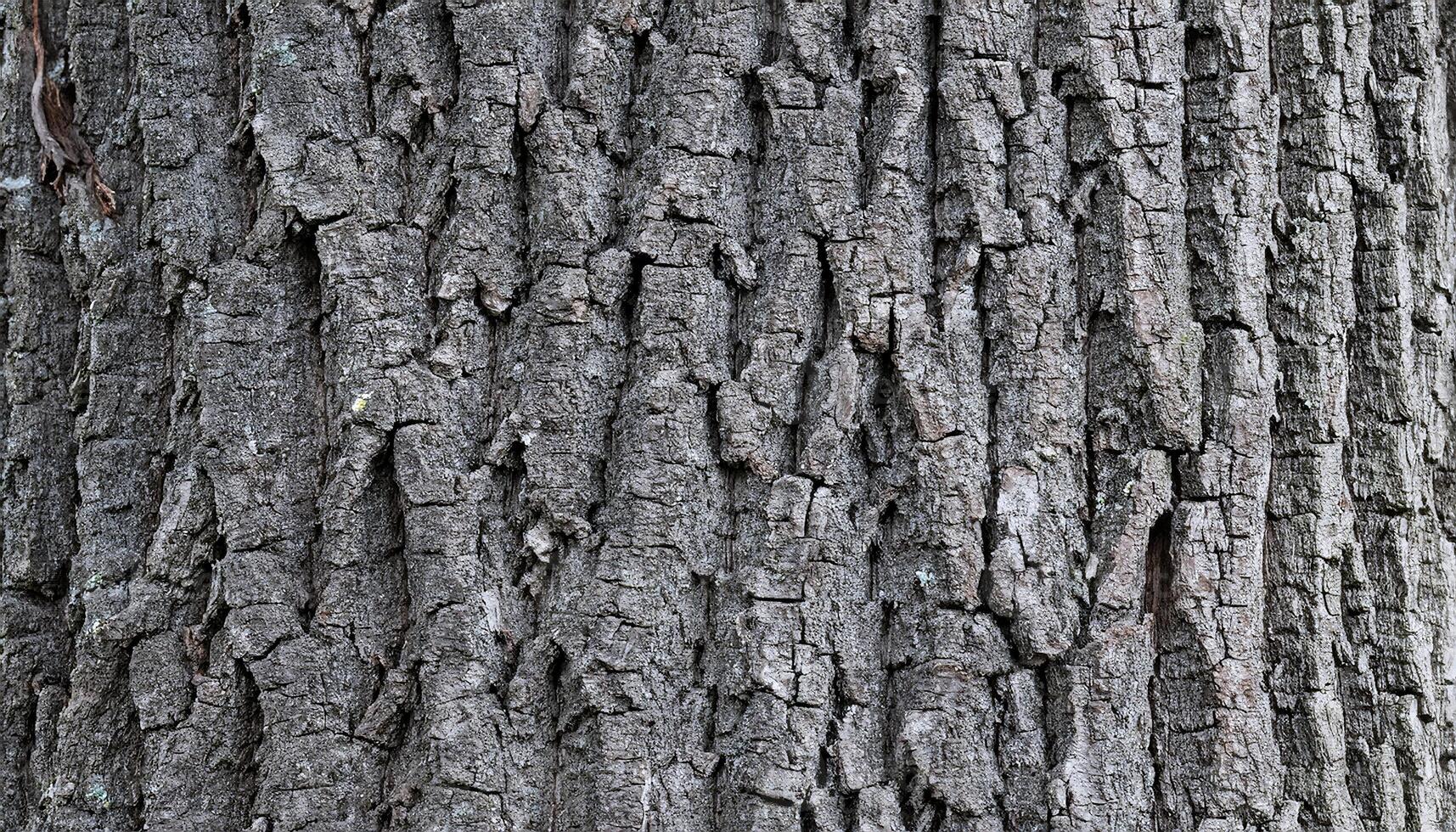 close-up of elm tree bark showcasing its textured, dark gray flaky surface with natural grooves photo