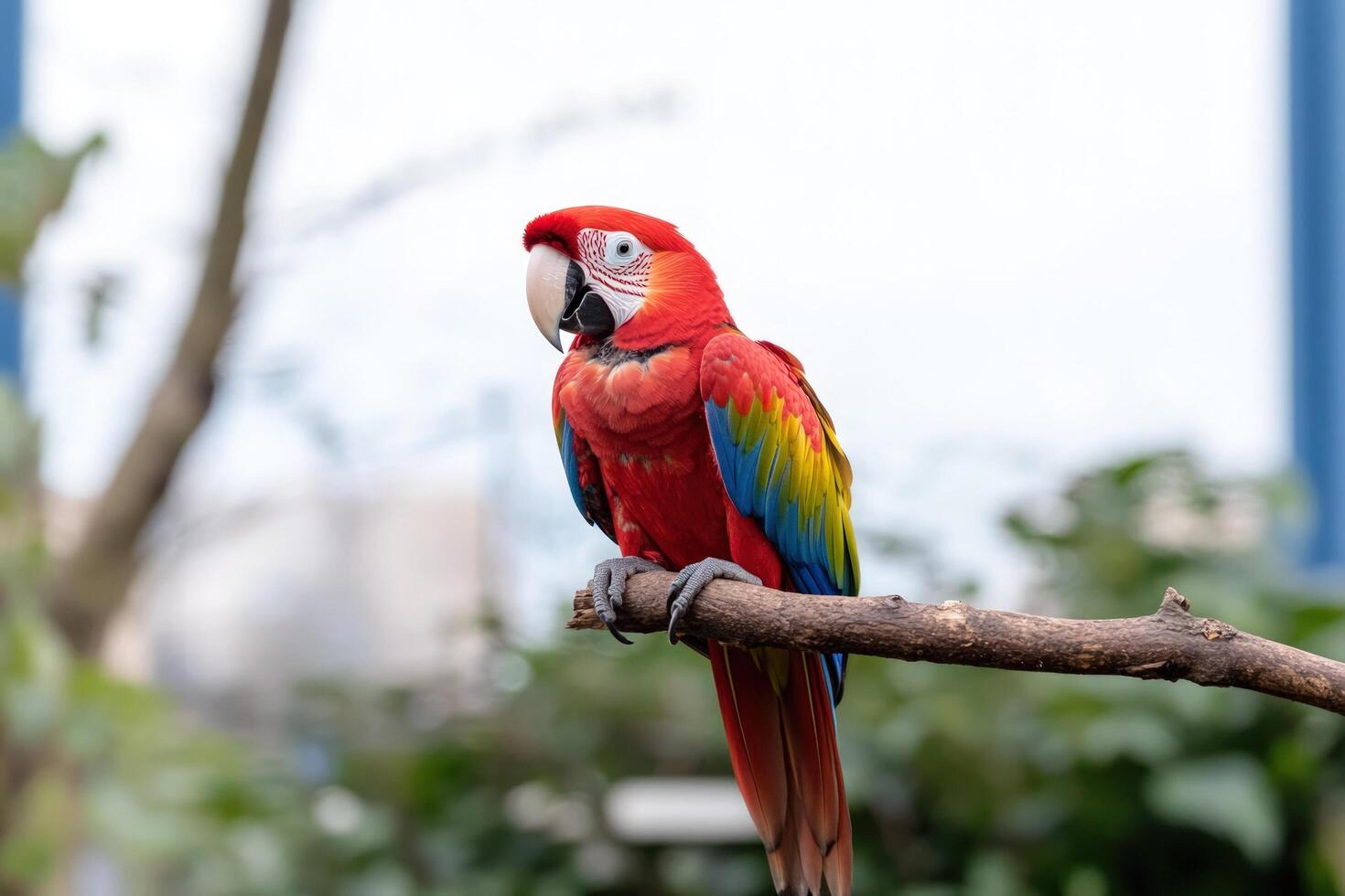 A scarlet macaw parrot perches on a branch, its bright red and blue feathers contrasting against the blurred background. photo
