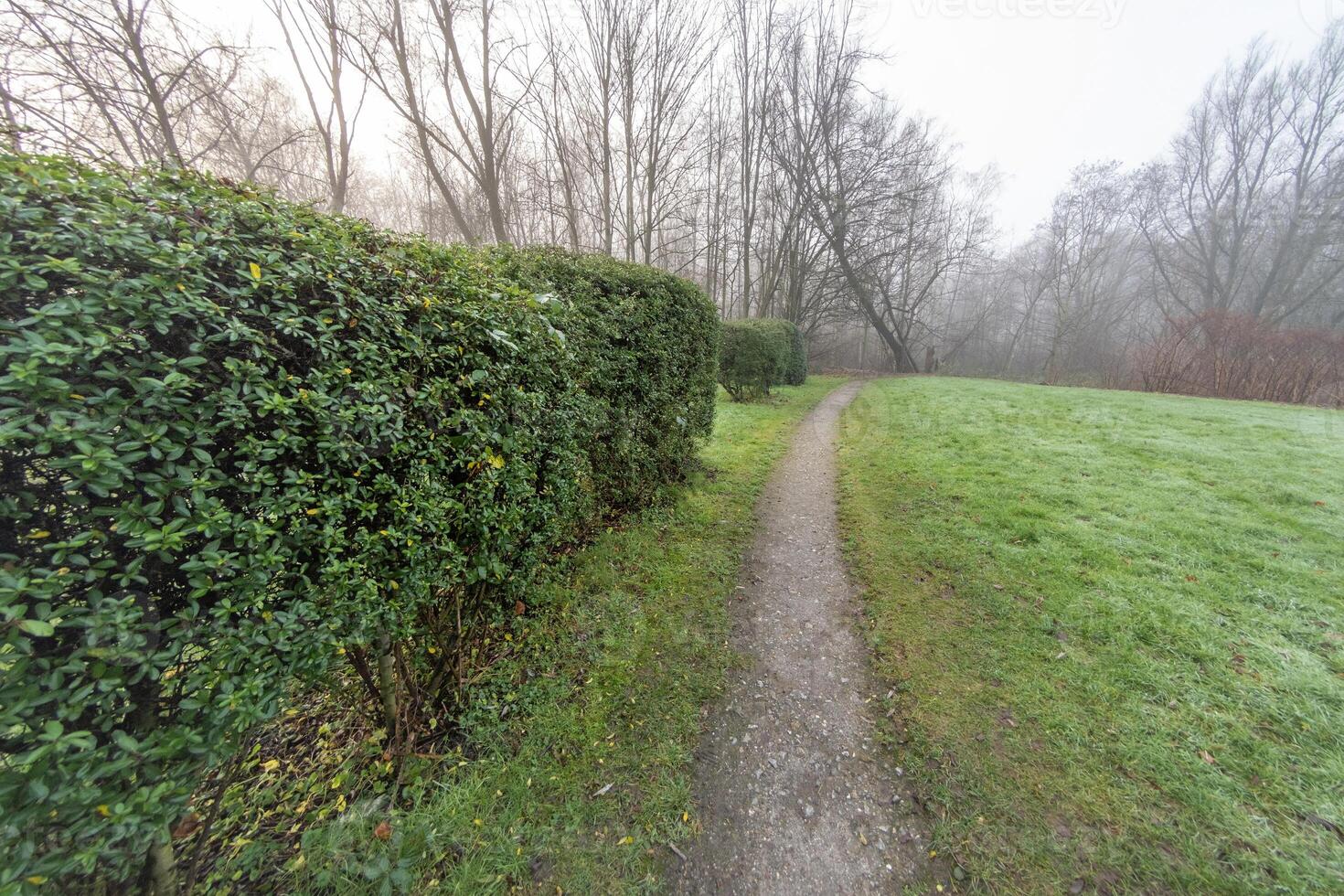 Gravel path winding through a misty park with hedges in winter photo