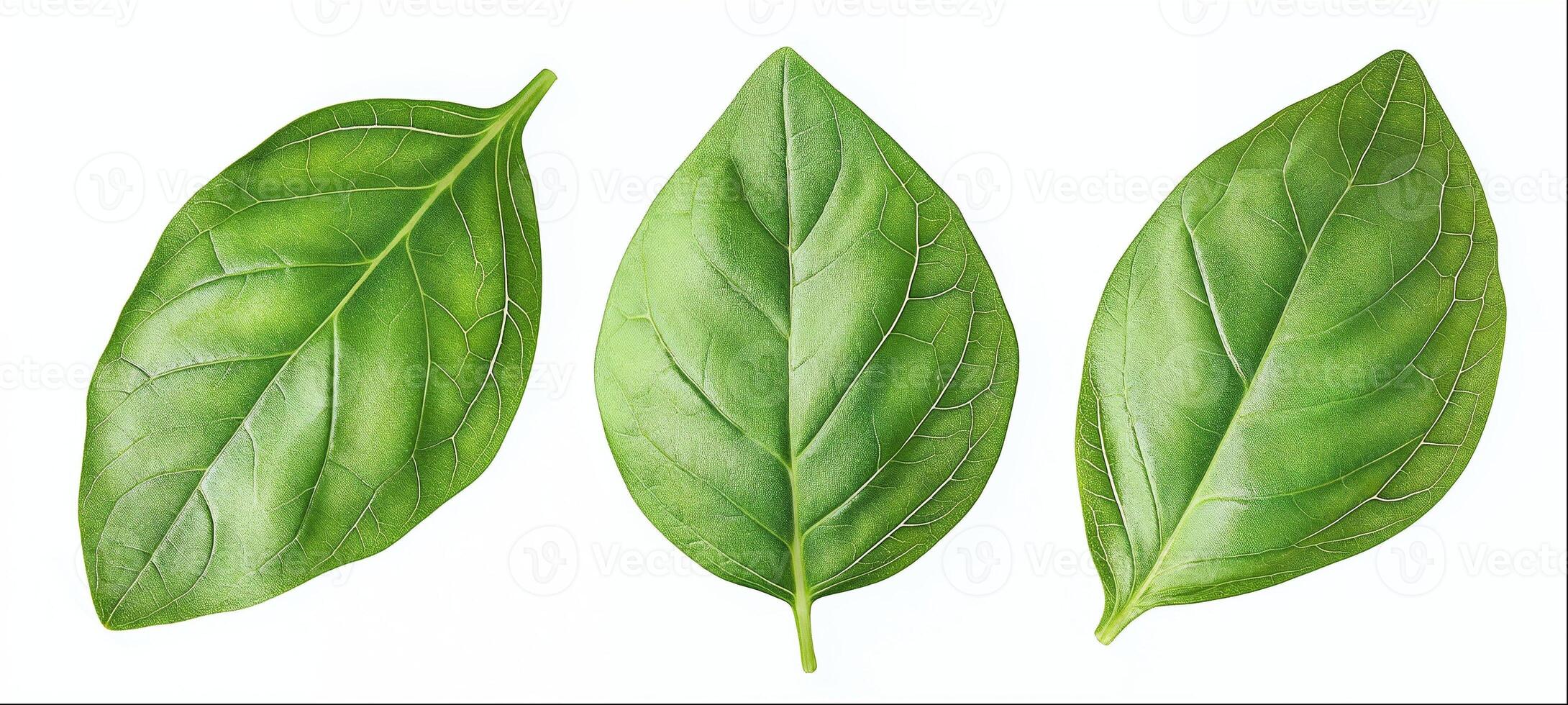 Basil leaves isolated on white background with clipping path photo