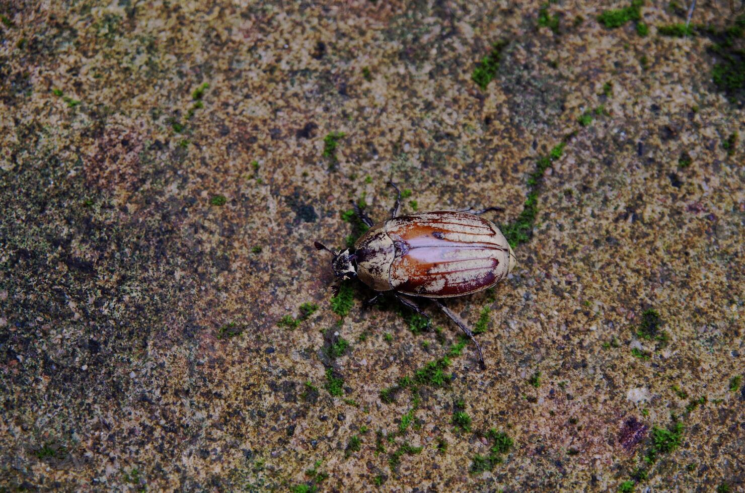 State Potato Beetle crawling photo