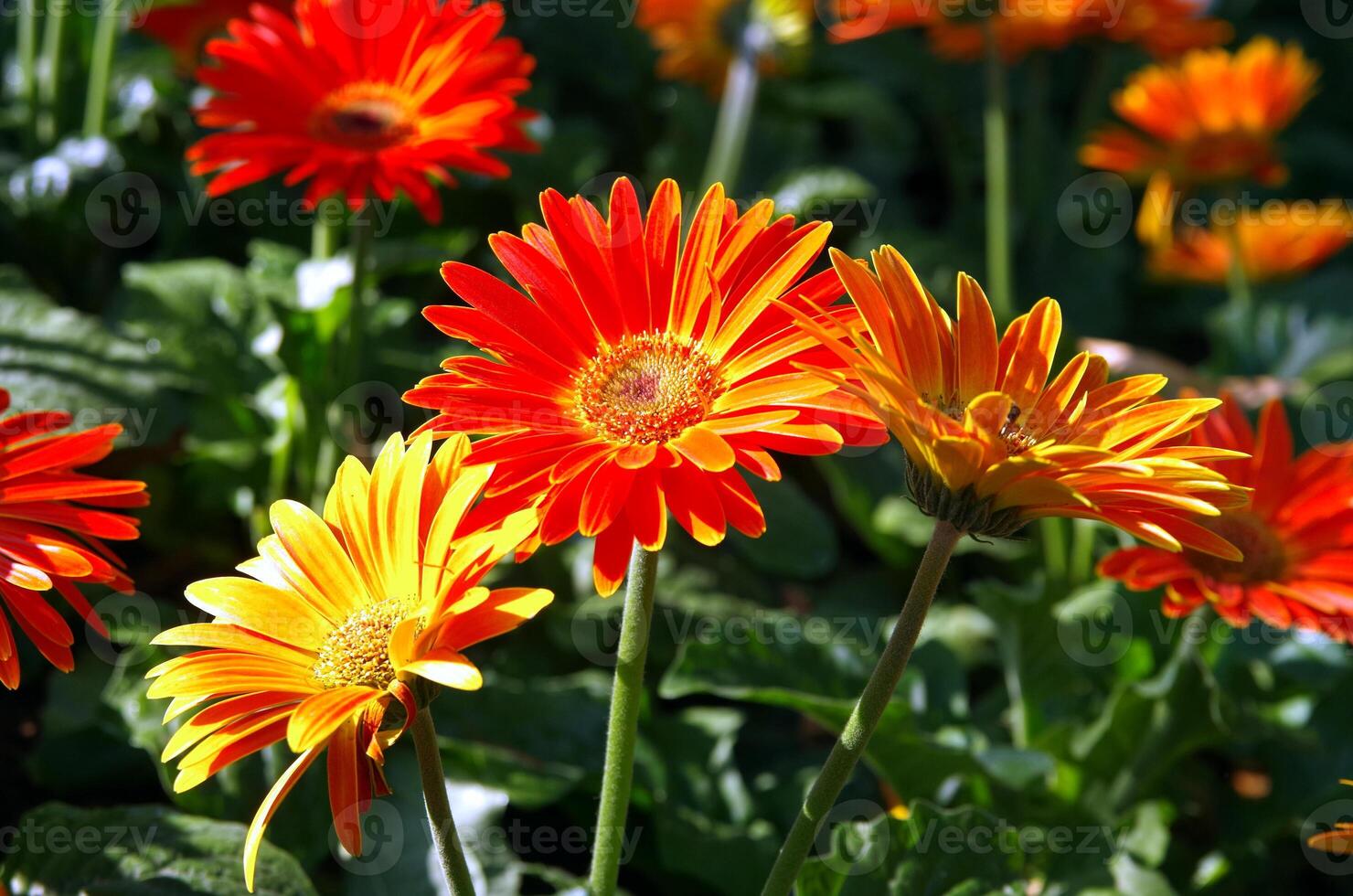 Red and yellow flowers in bloom with chrysanthemums, gerbera, and marigold petals in a vibrant garden close-up photo