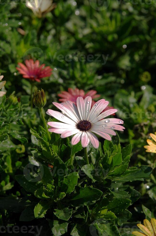 Pink and white daisies, a delicate bloom with soft, layered petals photo