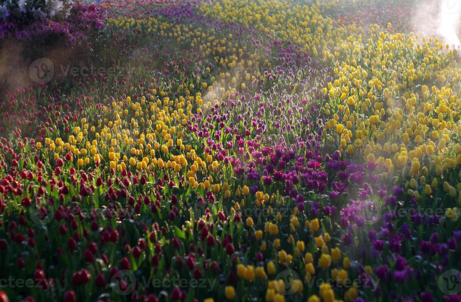 Beautiful tulip fields stretch across the countryside, watering tulips in the fields photo