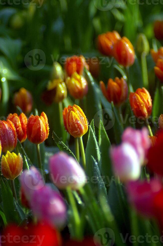 Red and yellow tulips, a vibrant display of spring colors photo