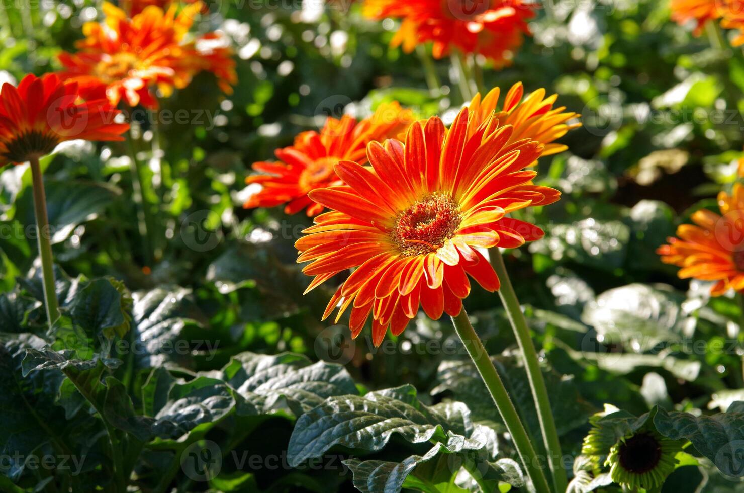 This sentence incorporates words like red, yellow, dahlia, summer, garden, bloom, flora, beauty, and colorful to describe the image photo
