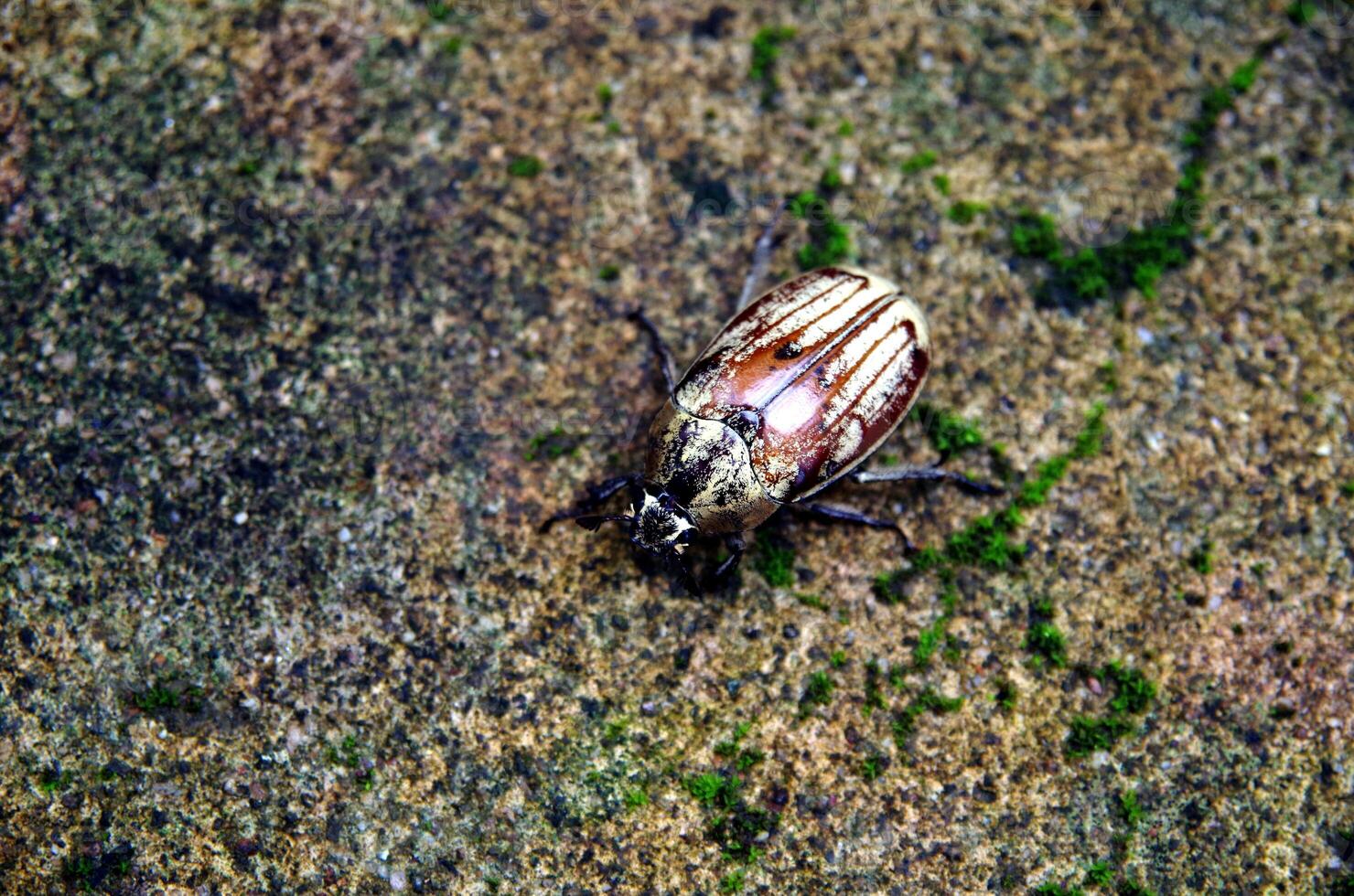 State Potato Beetle crawling on the ground photo