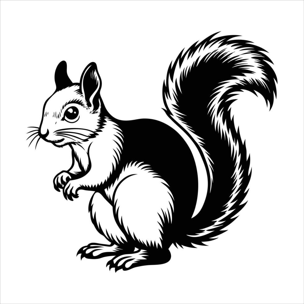 Pallas's Squirrel - Callosciurus vector