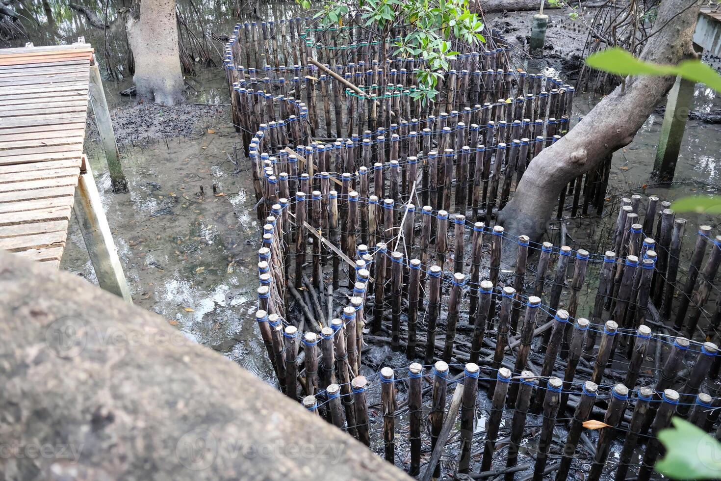 Construct log a habitat for crabs to reside in within the mangrove forest. photo