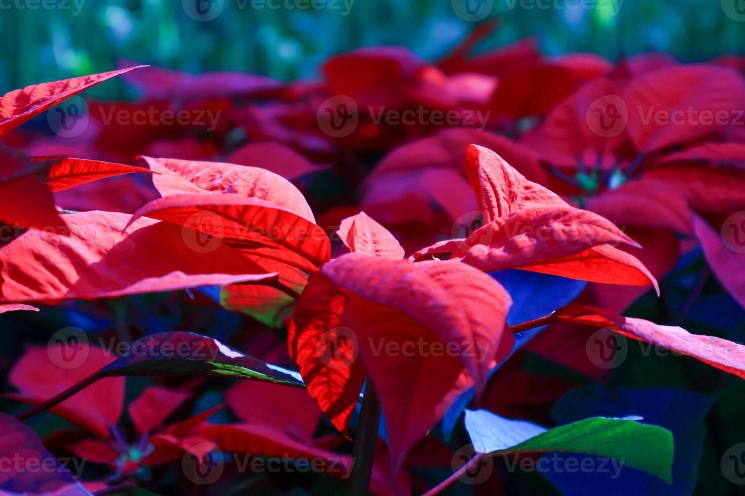 Closeup view. Beautiful red christmas flowers in the garden photo