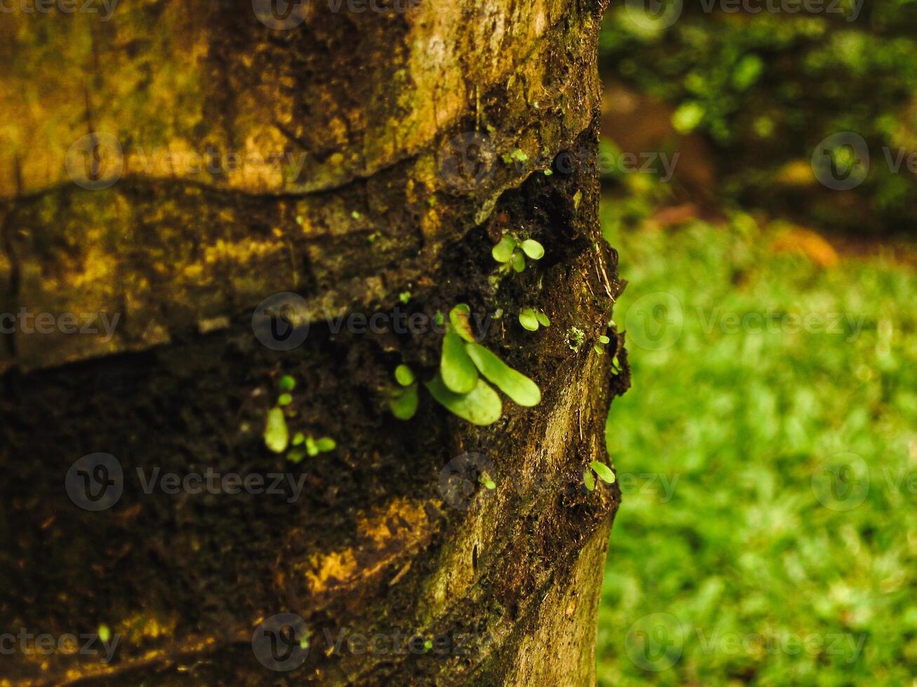 Bird nest fern shoots growing on coconut tree trunk are unique. These epiphytic plants thrive in humid conditions, with their lush, green fronds creating striking visual contrast against the tree bark photo