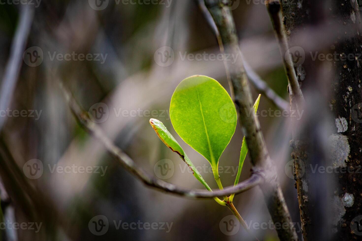 Bokeh photo of young leaves from a mangrove tree growing among the branches at the beach