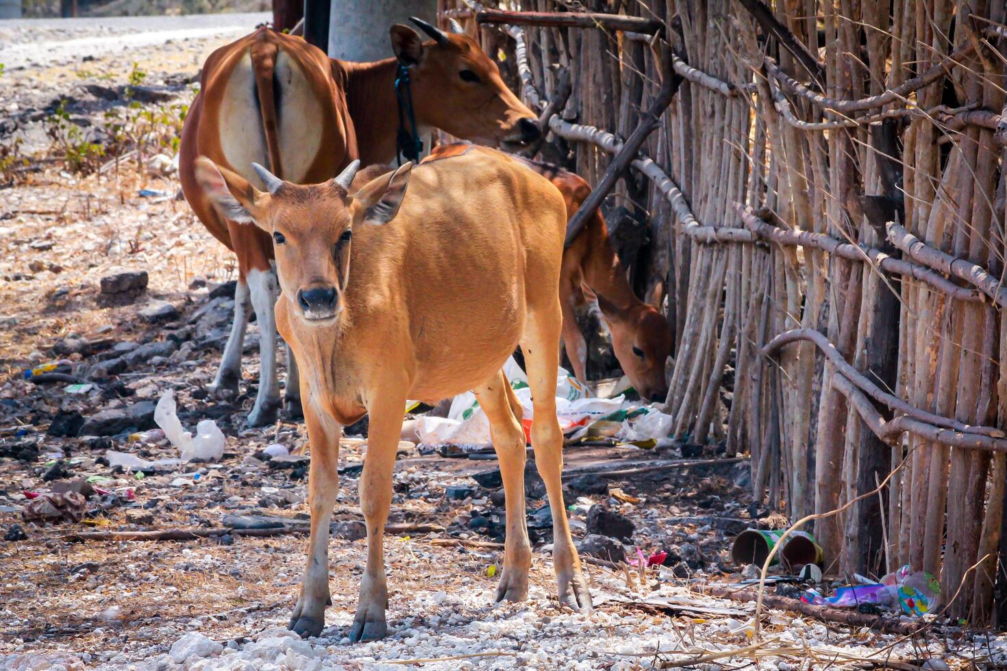 A herd of Asian cattle or Balinese Cow, Bos Sondaicus was seen by the roadside searching for food in the dry land. photo
