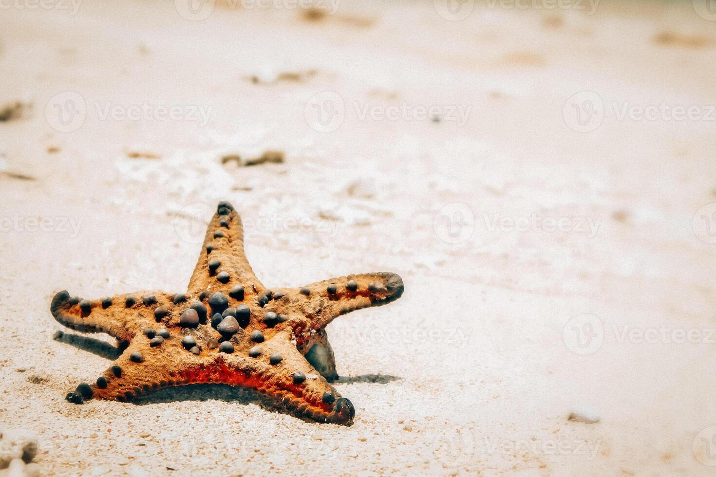 An orange Asian starfish lies stranded on the white sandy shores of Tablolong Beach under the midday sun. Its vibrant color contrasts beautifully with the pristine sand, creating a picturesque scene photo