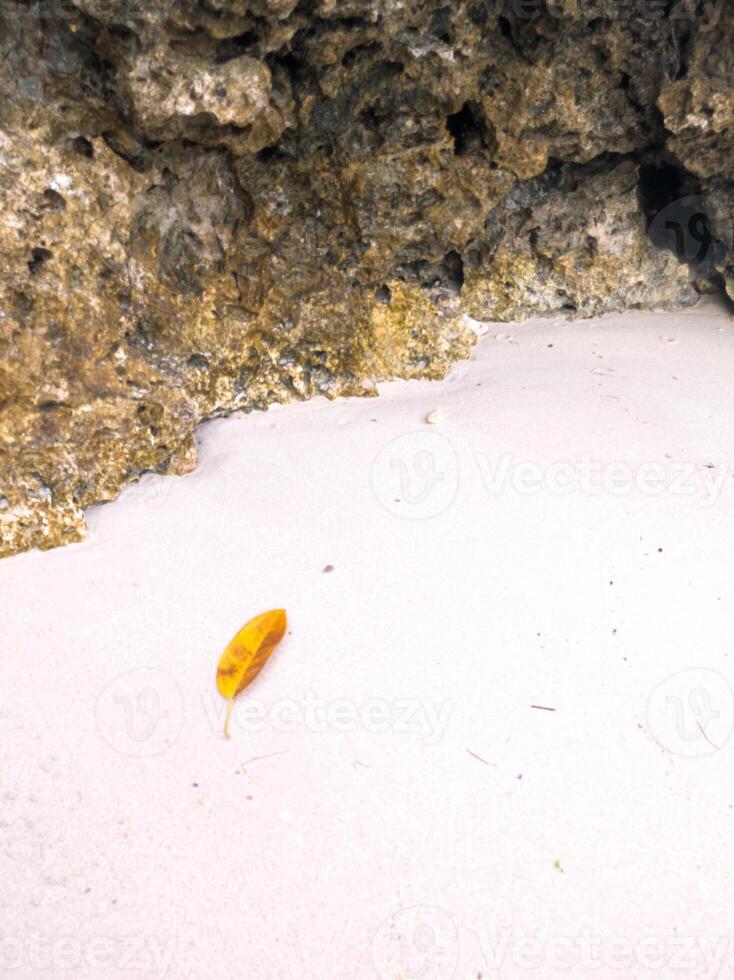 A yellow leaf that has fallen from a tree by the beach, lying between rough rocks and resting on the smooth white sand. photo