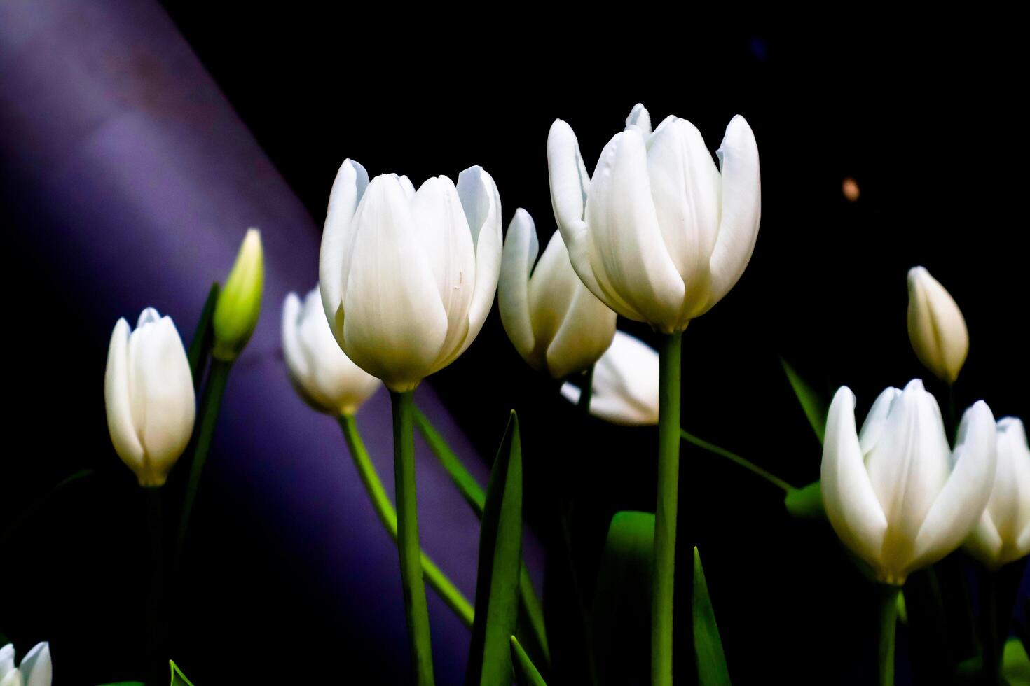 bouquet of beautiful white tulip flower in dome photo